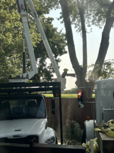 Business queued-photos - Complete Tree Care