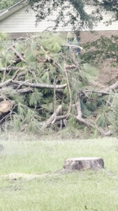 Business queued-photos - All American Tree Service & More LLC