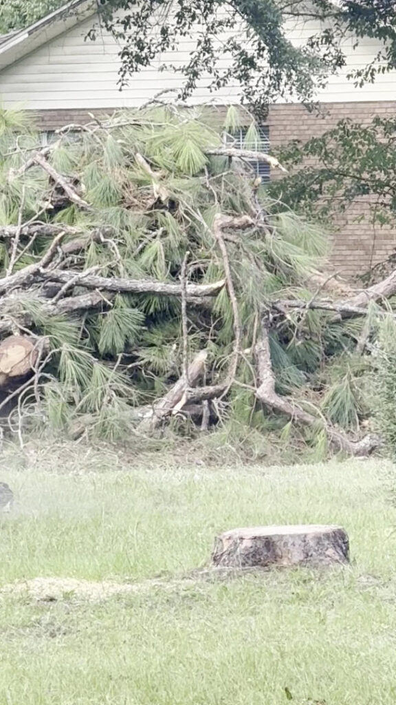 Business queued-photos - All American Tree Service & More LLC