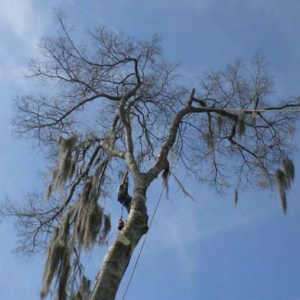 Business queued-photos - Fast Cut Tree Service