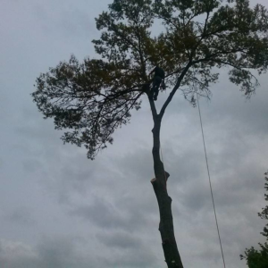 Business queued-photos - Fast Cut Tree Service