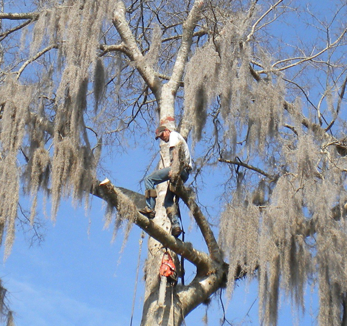 Business queued-photos - Fast Cut Tree Service