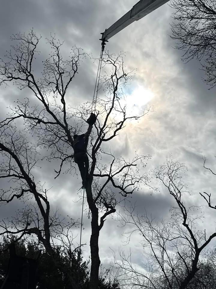 Business queued-photos - Fast Cut Tree Service