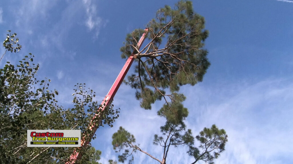 Business queued-photos - Fast Cut Tree Service