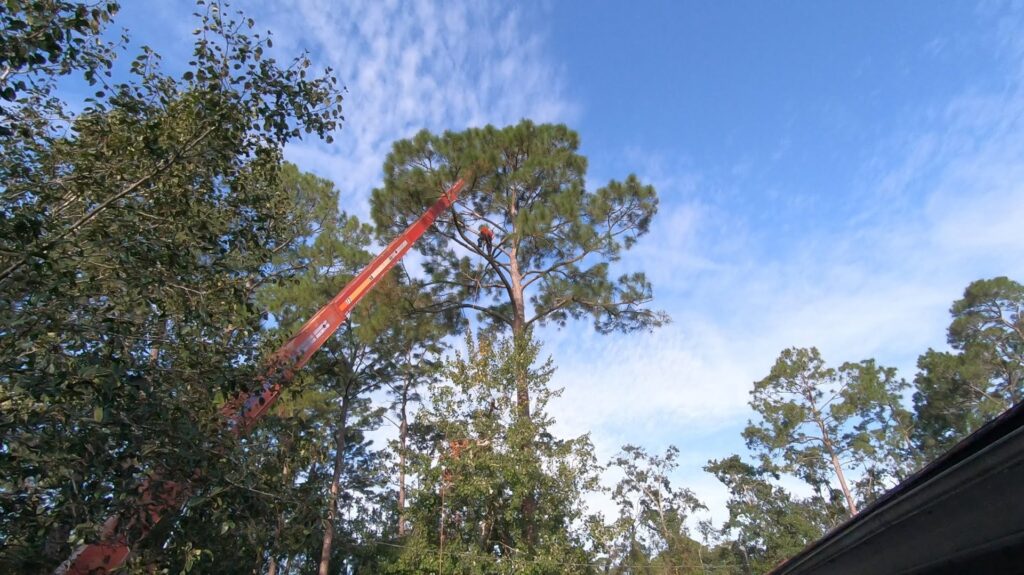 Business queued-photos - Fast Cut Tree Service
