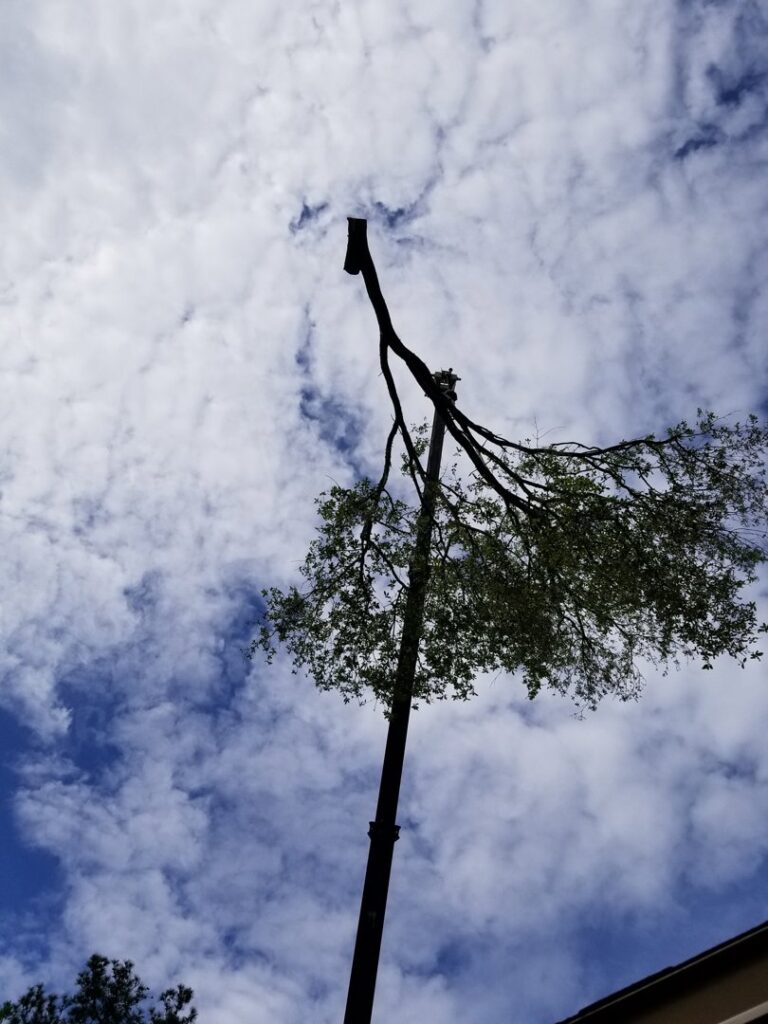 Business queued-photos - Fast Cut Tree Service