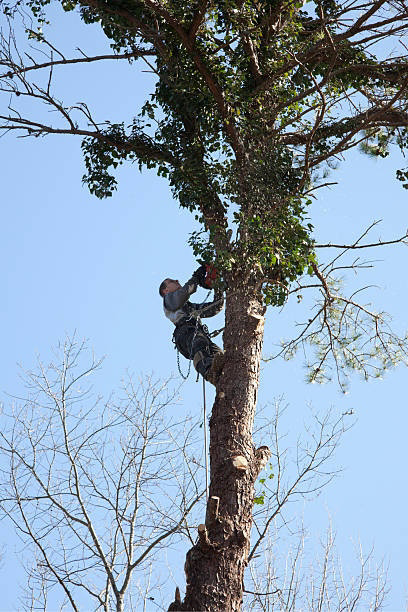 Business queued-photos - Odom’s Beaches Tree Service