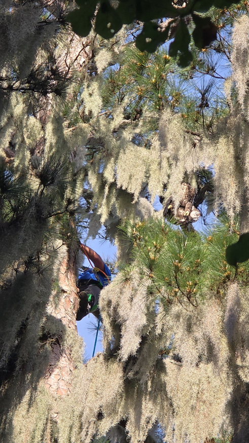 Business queued-photos - Odom’s Beaches Tree Service