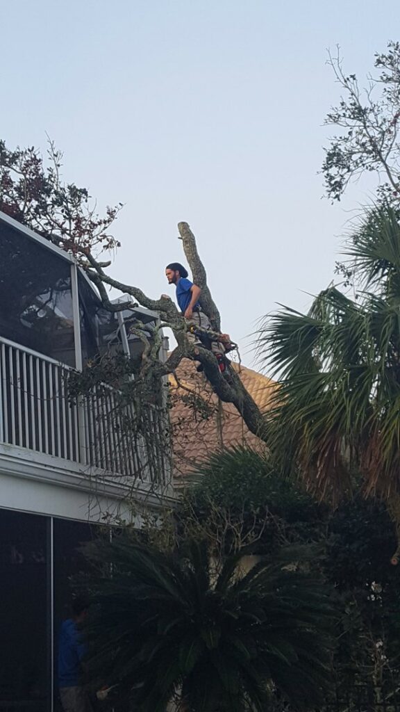 Business queued-photos - Odom’s Beaches Tree Service