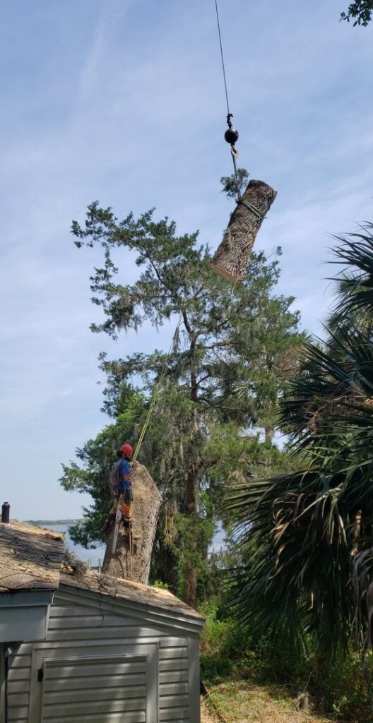 Business queued-photos - Odom’s Beaches Tree Service