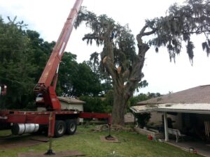Business queued-photos - Odom’s Beaches Tree Service