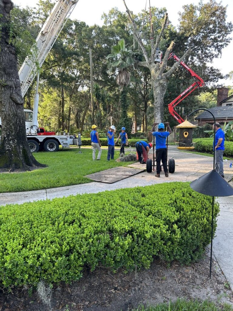 Business queued-photos - Odom’s Beaches Tree Service
