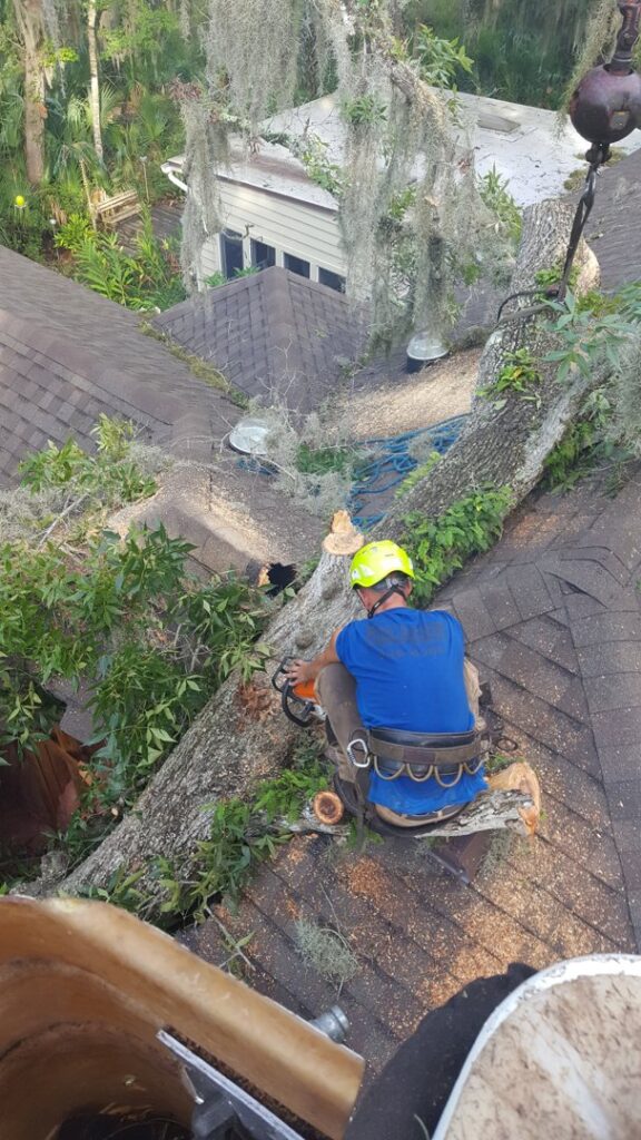 Business queued-photos - Odom’s Beaches Tree Service