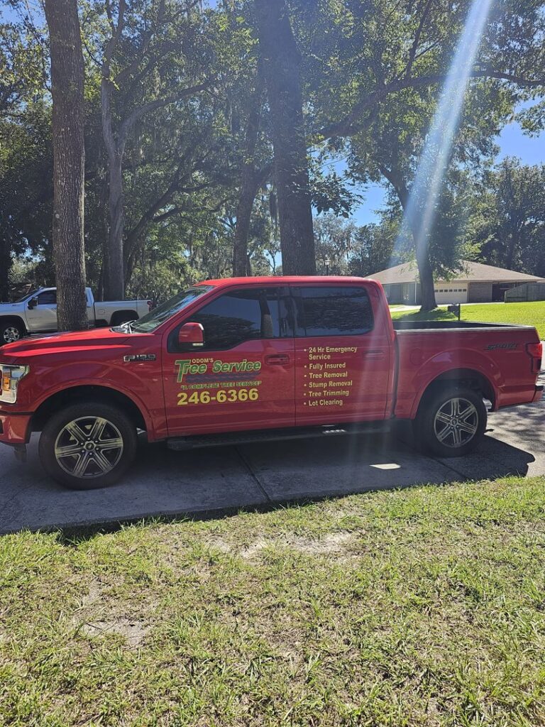 Business queued-photos - Odom’s Beaches Tree Service