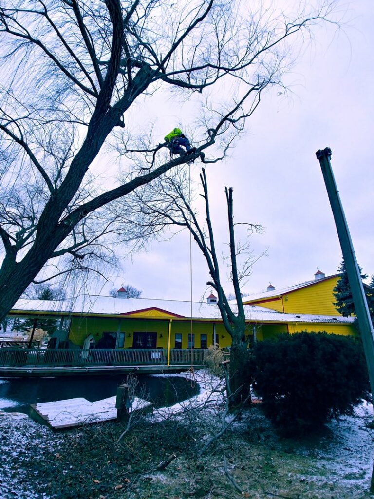 Business queued-photos - Miguel’s Lawn Service LLC