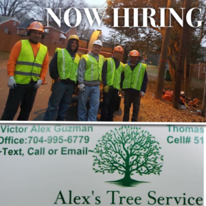 Business queued-photos - Alex’s Tree Service