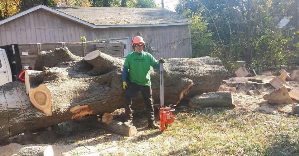 Business queued-photos - Alex’s Tree Service