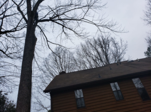 Business queued-photos - Alex’s Tree Service