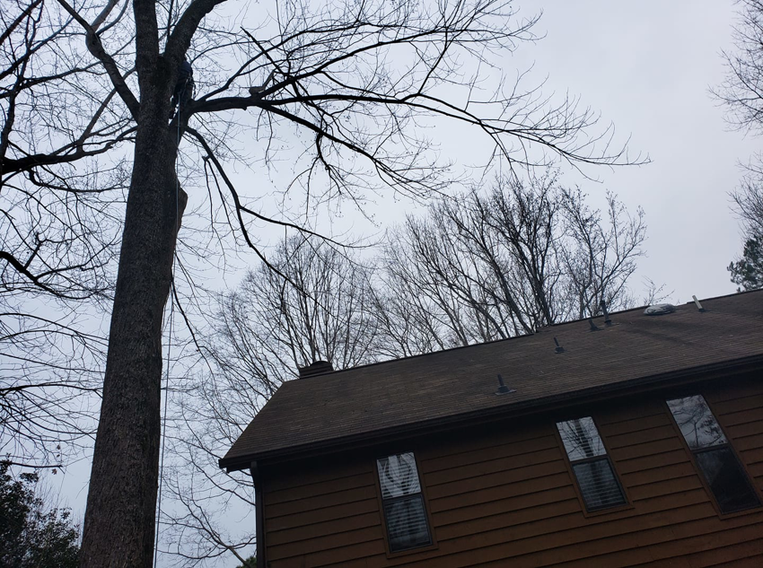 Business queued-photos - Alex’s Tree Service