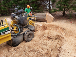 Business queued-photos - Alex’s Tree Service