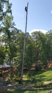 Business queued-photos - Alex’s Tree Service