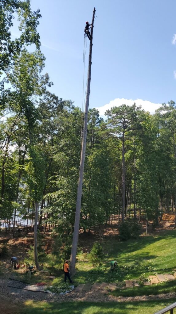 Business queued-photos - Alex’s Tree Service