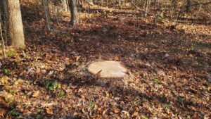 Business queued-photos - Alex’s Tree Service