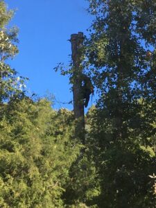 Business queued-photos - Alex’s Tree Service