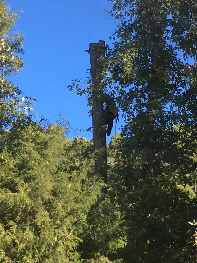 Business queued-photos - Alex’s Tree Service