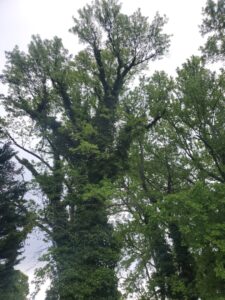 Business queued-photos - Alex’s Tree Service