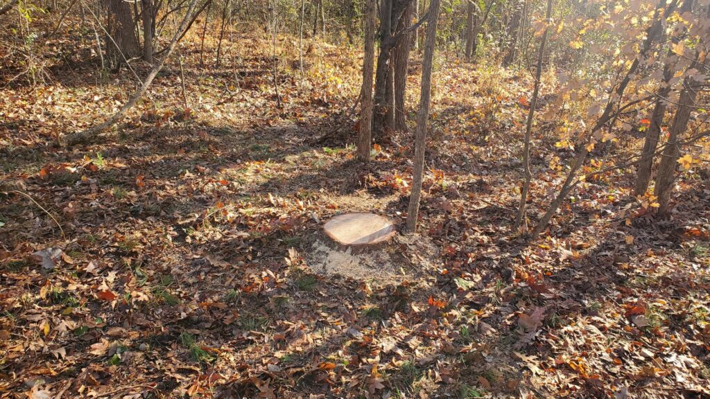 Business queued-photos - Alex’s Tree Service