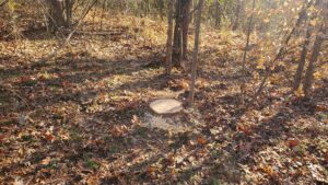 Business queued-photos - Alex’s Tree Service