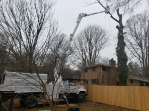 Business queued-photos - Union Tree Experts, Inc.