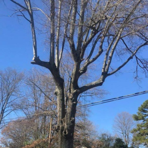 Business queued-photos - Gomez Tree Service and Lawn Care Landscaping