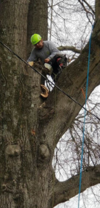 Business queued-photos - Gomez Tree Service and Lawn Care Landscaping