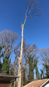 Business queued-photos - Gomez Tree Service and Lawn Care Landscaping