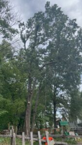 Business queued-photos - Gomez Tree Service and Lawn Care Landscaping