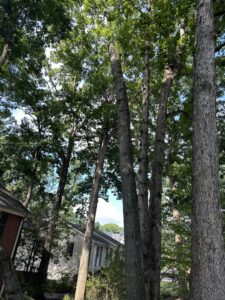 Business queued-photos - Gomez Tree Service and Lawn Care Landscaping