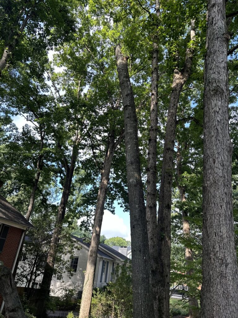 Business queued-photos - Gomez Tree Service and Lawn Care Landscaping