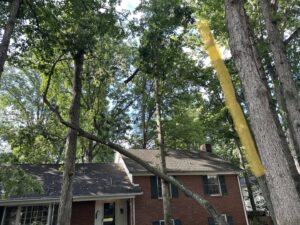 Business queued-photos - Gomez Tree Service and Lawn Care Landscaping