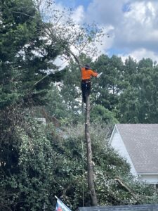 Business queued-photos - Gomez Tree Service and Lawn Care Landscaping