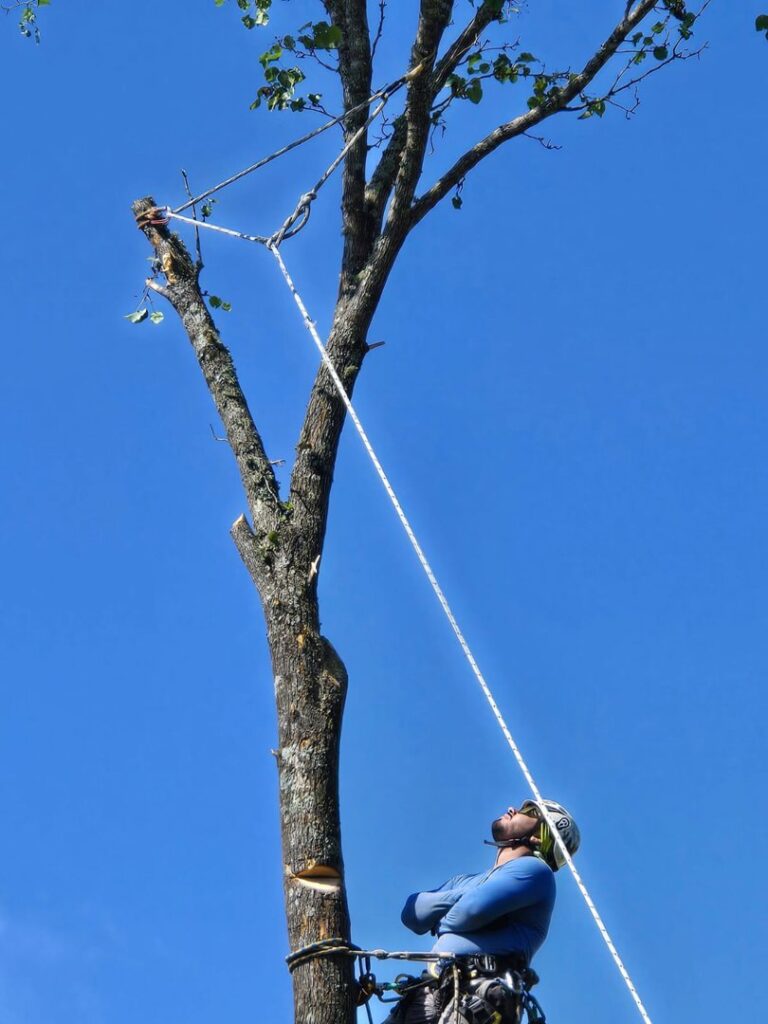 Business queued-photos - Gomez Tree Service and Lawn Care Landscaping
