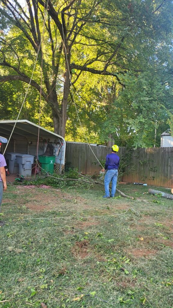 Business queued-photos - Gomez Tree Service and Lawn Care Landscaping