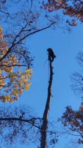 Business queued-photos - Gomez Tree Service and Lawn Care Landscaping