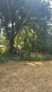 Business queued-photos - Gomez Tree Service and Lawn Care Landscaping