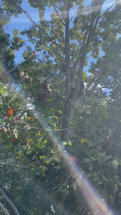 Business queued-photos - Gomez Tree Service and Lawn Care Landscaping