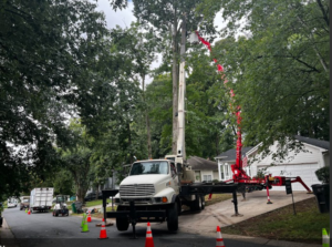 Business queued-photos - Viking Tree Experts