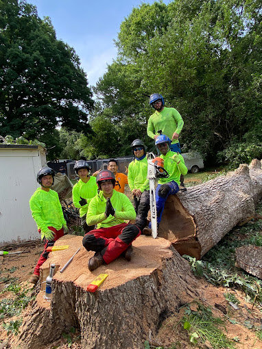 Business queued-photos - Viking Tree Experts