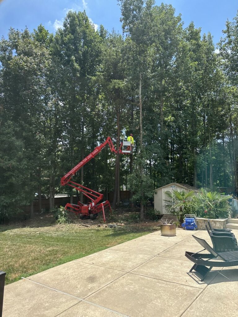 Business queued-photos - Viking Tree Experts