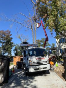 Business queued-photos - Viking Tree Experts